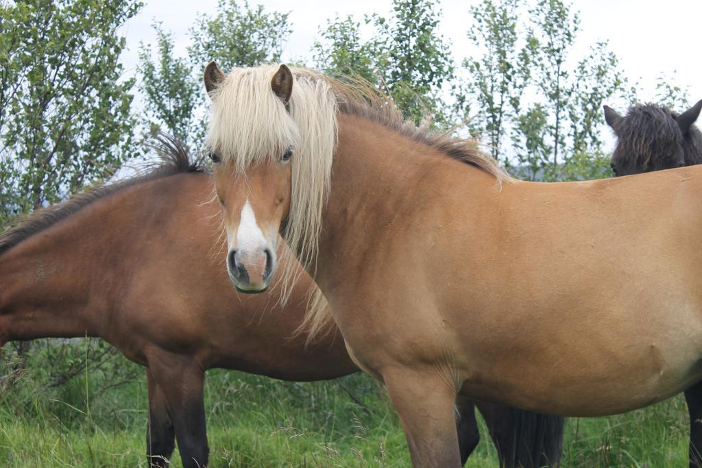 Myri - Studio Lodge Selfoss Bagian luar foto