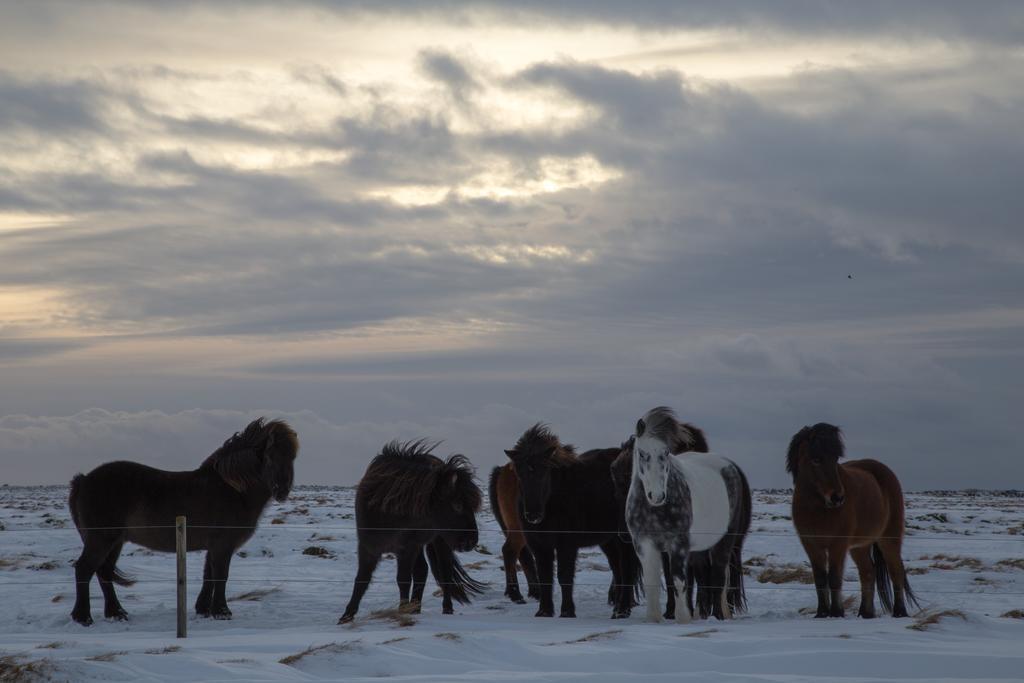 Myri - Studio Lodge Selfoss Bagian luar foto